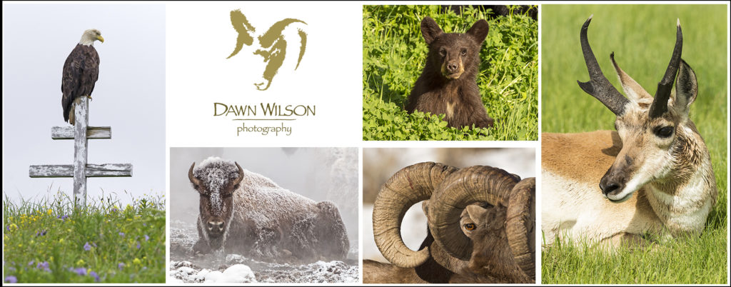 Wildlife Photography in Alaska