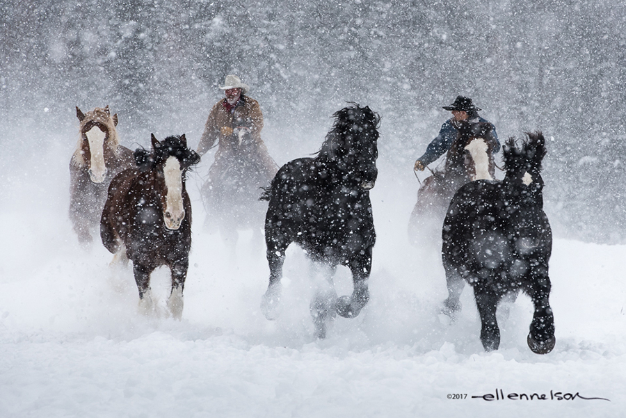 Snow Runners by Ellen Nelson