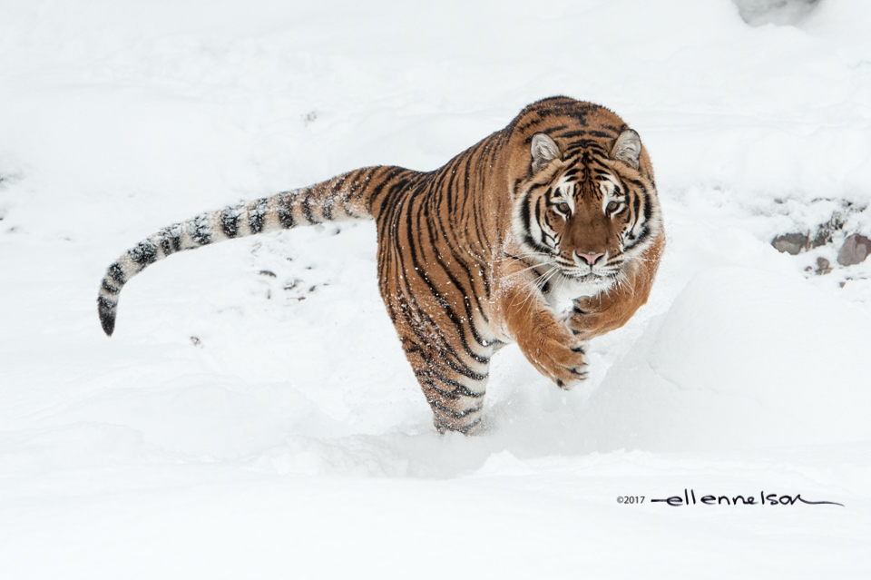 Tiger by Ellen Nelson