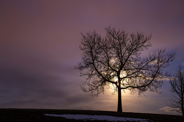 Same Tree Different Day