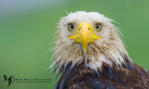 bald eagle