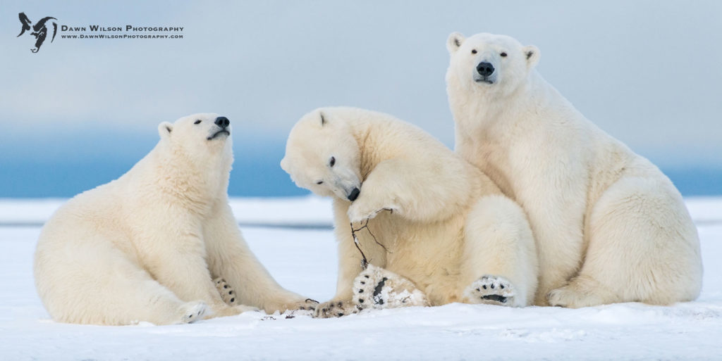 polar bears