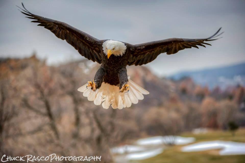 Chuck Rasco HawkQuest