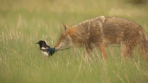magpie and coyote in prairie grass