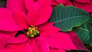 poinsettia