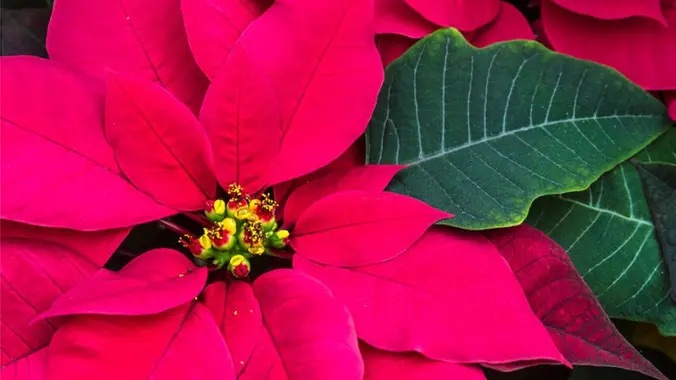 poinsettia