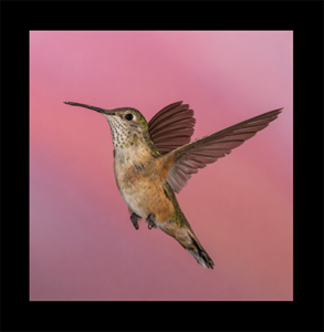 Ben Evans Hummingbird Photography