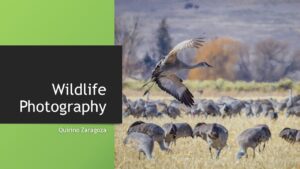 Quirino Zaragoza Wildlife Photography