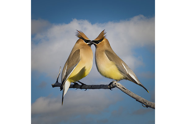 Quirino Zaragoza - Eye to Eye