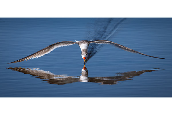 Carolyn Ryman - Just Skimming Along