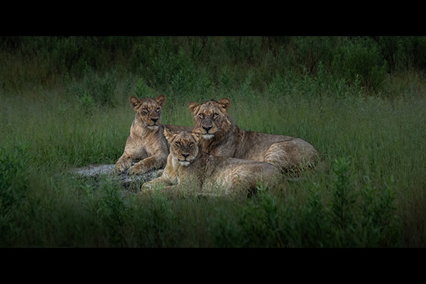 Tamara Rimpley - Royal Portrait