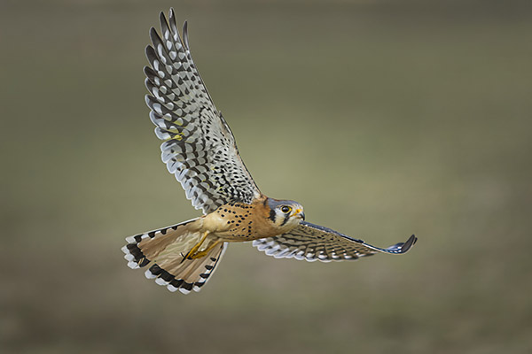 Quirino Zaragoza - Small and Fast