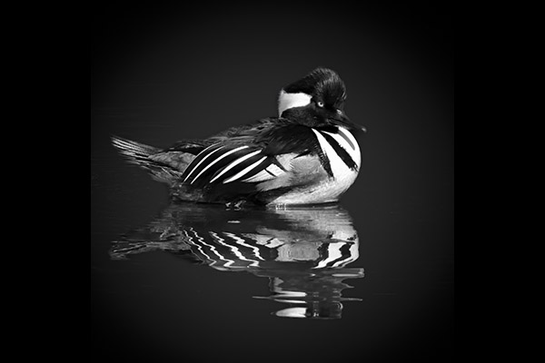 Quirino Zaragoza - Midnight Swim