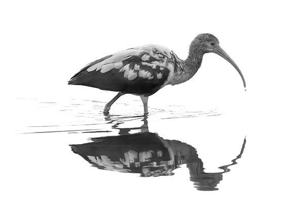 Carolyn Ryman - Elegance in Motion