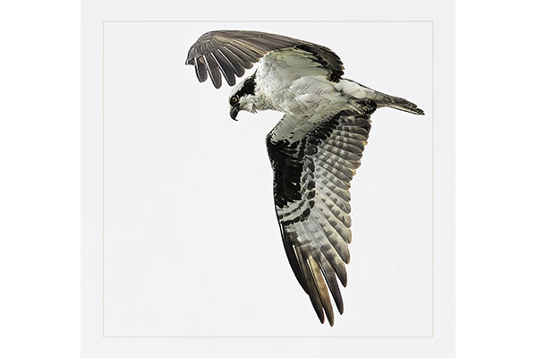 Jane Richards - Intensity