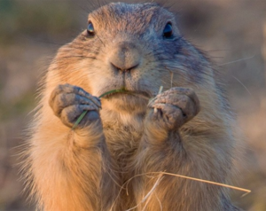 Irene Hinke-Sacilotto