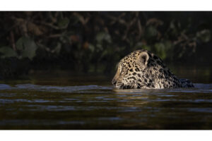 Indistractable by Alison Gibson