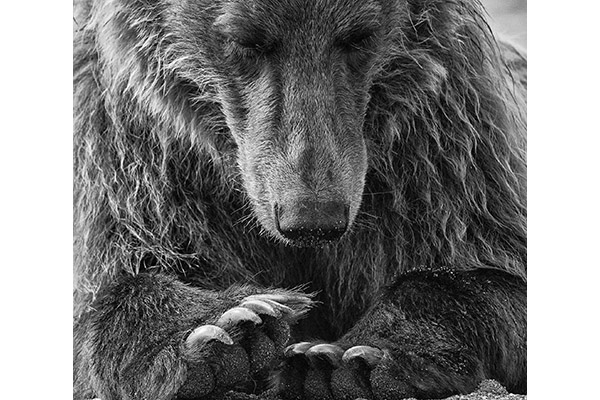 Time for a Mani Pawdi by Bruce Norman