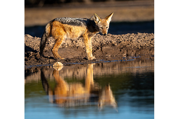 Two Worlds One Gaze by Carolyn Ryman