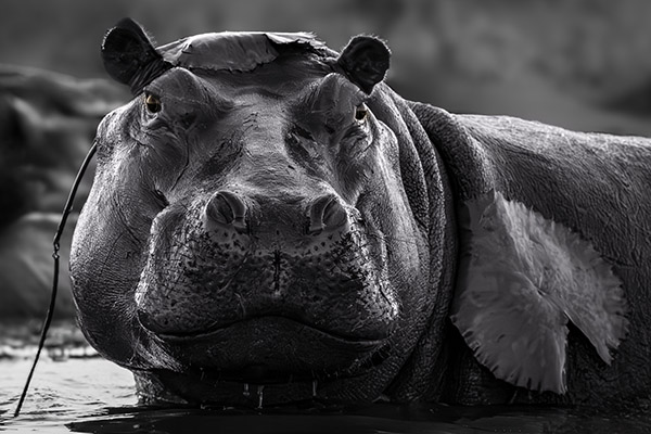 I Have a Garden Hat! by Carolyn Ryman