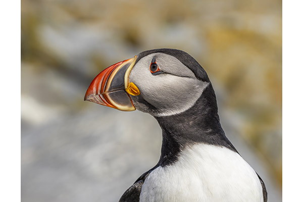 Serene Encounter by Tamara Rimpley