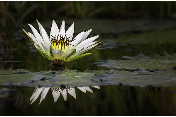 Quiet Radiance by Jane Richards