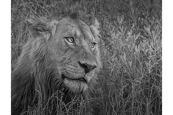 Contemplating the Wild by Tamara Rimpley