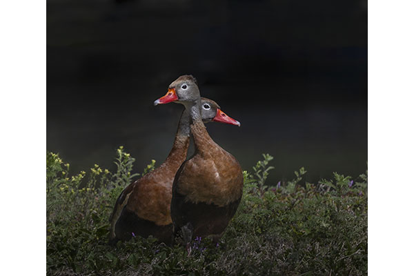 Quirky Duo by Tamara Rimpley