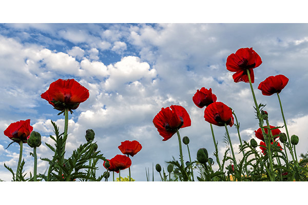 Poppies Reaching for the Sky by Michael Ryno