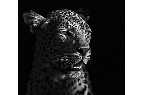 Distant Gaze by Jane Richards