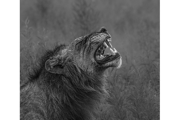 The Kings Call by Tamara Rimpley