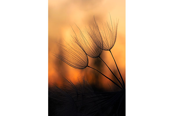 Seeds of Silence by Patrick Dodge