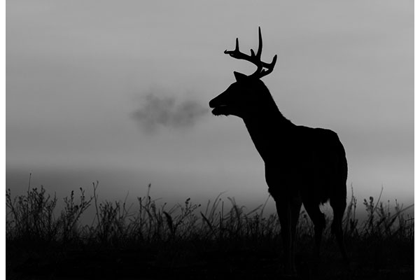 Cold Morning by Quirino Zaragoza