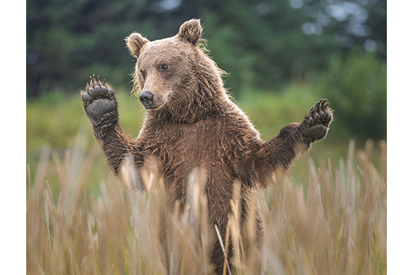 I Surrender by Bruce Norman