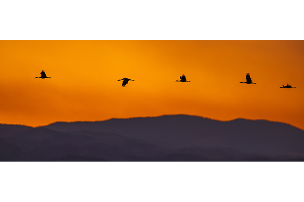 Voices of the Vanishing Sun by Cathy Allen-Shinn