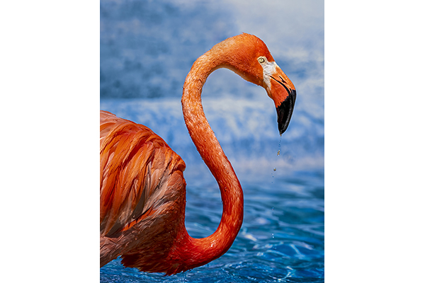 Strike a Pose Flaming-ohhhhh! by Teri Virbickis