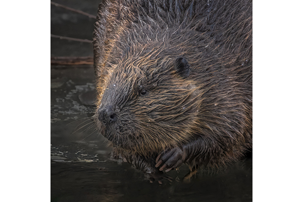 I Hope You Got My Good Side by Quirino Zaragoza