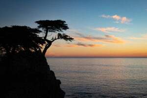Lone Cypress by Kathie Ballah