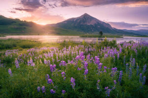Dawn in the Kingdom of Lupine by Patrick Dodge