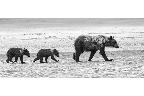 Follow the Leader by Bruce Norman