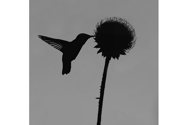 Native Dance by Shashi Agarwal