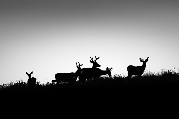 Shadows of the Velvet by Patrick Dodge