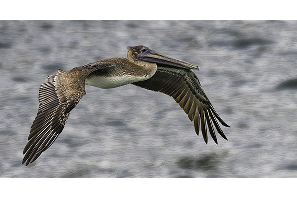 1 P C Jane Richards - Just Cruising