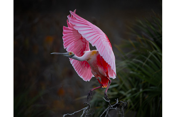 1&JA BI C Carolyn Ryman - Pretty-n-Pink