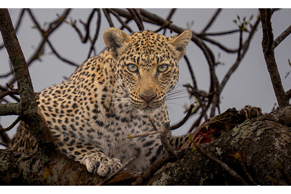 3 P C Steve Sorensen - Eye to Eye