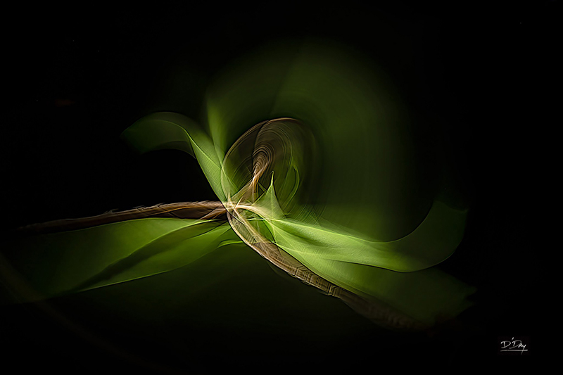 Gateway_to_the_Jungle - David Day