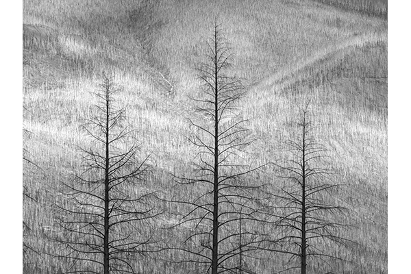 HM A M Peter Rondinone - Ghost of the Forest