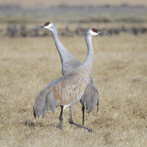 Sandhill Cranes
