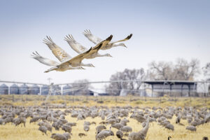 Sandhill Cranes