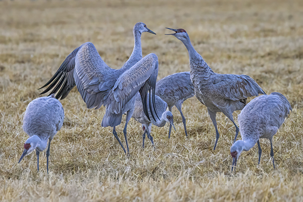 Sandhill Cranes